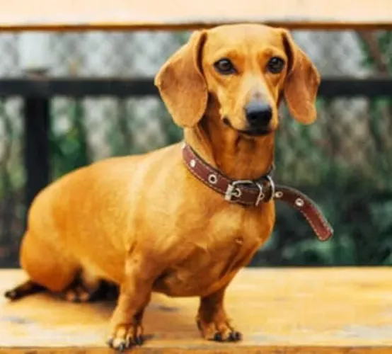 Basset Daschund Fêmea Dourada Com Pedigree 