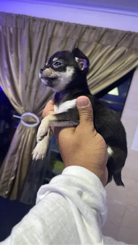 ? Mini Chihuahua Disponível a venda ?