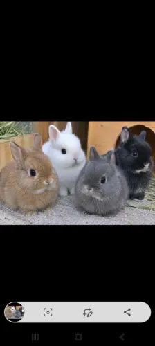 Coelhos anões 