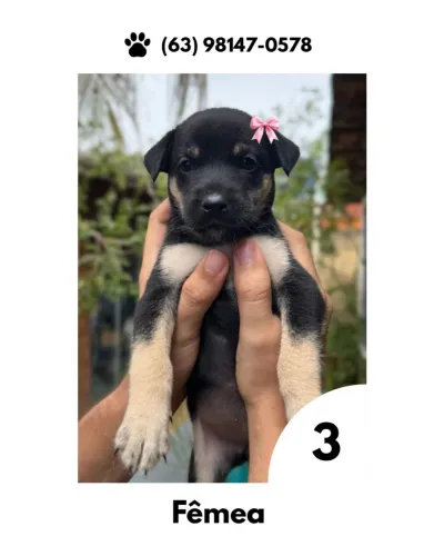 Filhotes para adoção 