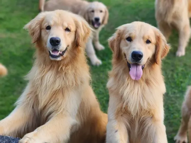 DOAÇÃO! GOLDEN RETRIVER ARAGUARI