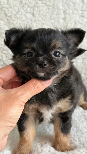 Chihuahua macho Pêlo longo Black. Filhote criado com amor!