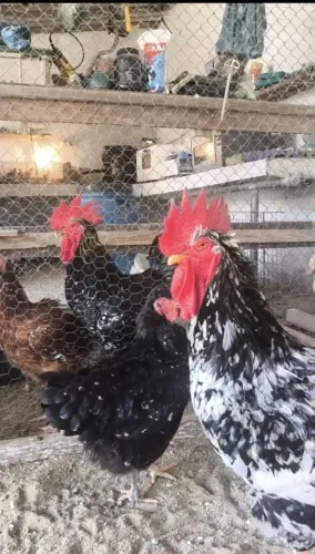 Galinha sertaneja balão GSB
