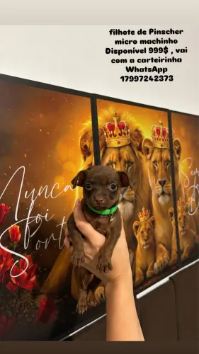 Filhote de Pinscher chocolate disponível