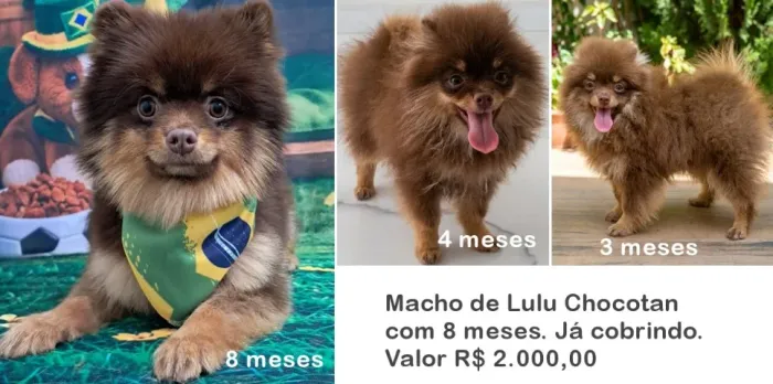 Jovem lulu da Pomerânia 
