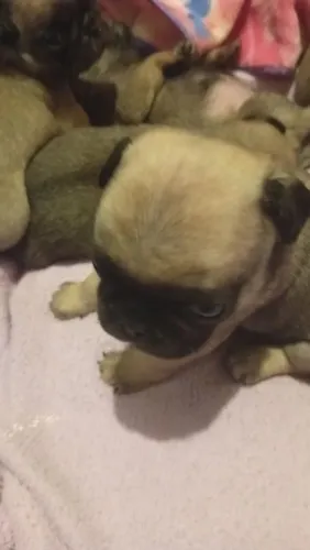 Bebês Pug fêmea com 23dias, país no local cor abricó.