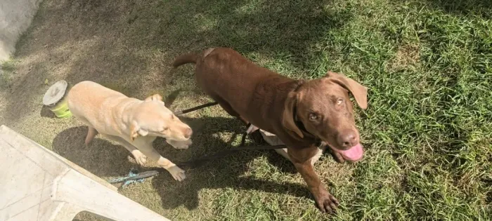 Filhote labrador