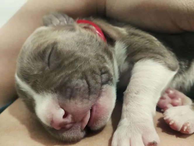 Animais de estimação 