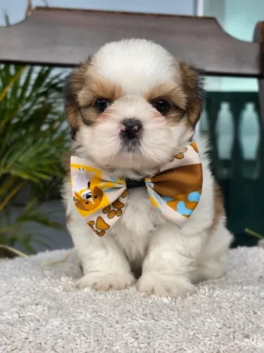 Shihtzu machos ainda hoje