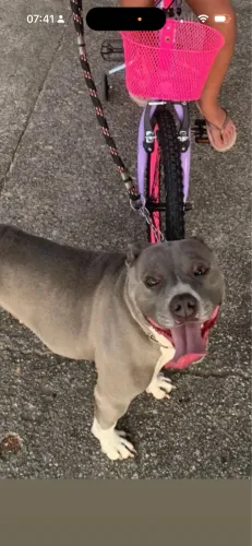 Doação de pitbull American bully 