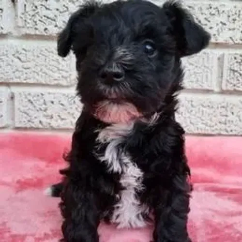 Schnauzer,Schnauzer Filhote Dócil, Amoroso e Ideal para a Família