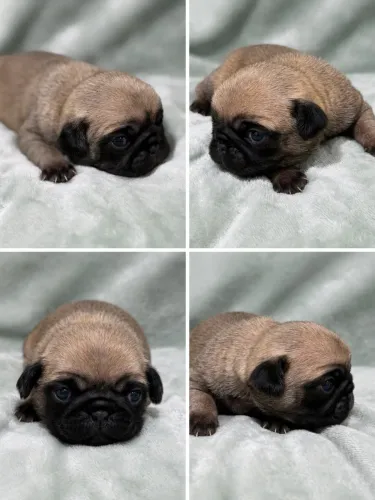 Filhote de pug