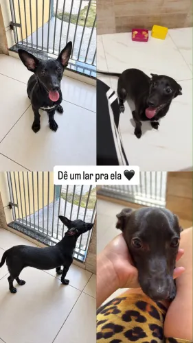 Doa-se cachorra porte P
