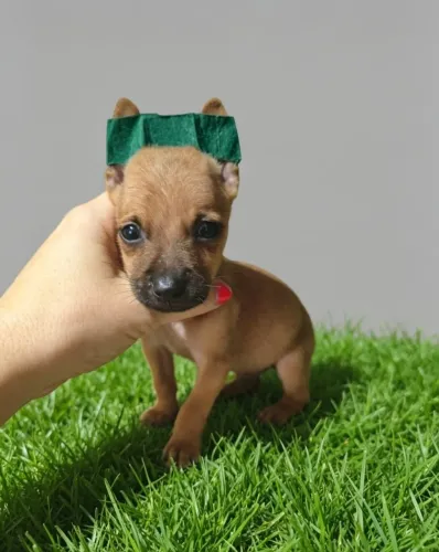 Pinscher Mini Encantador