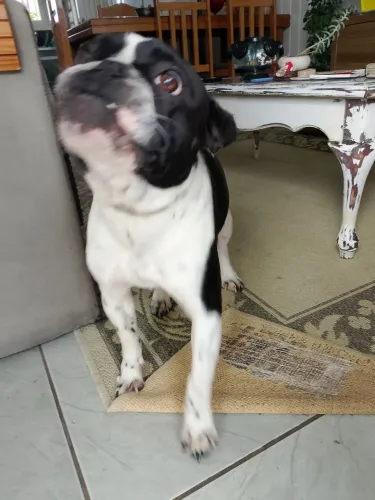 Buldogue francês 