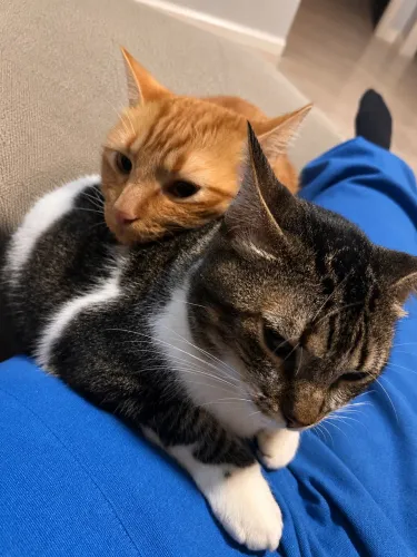 Doação de gatinha