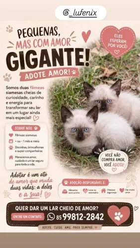 Gatinhas fofas prá adoção responsável