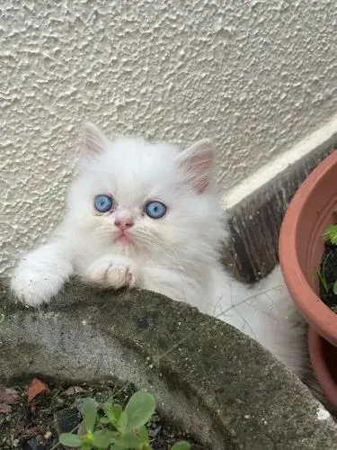 PERSA BRANCO