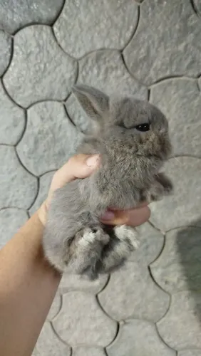 Mini coelho