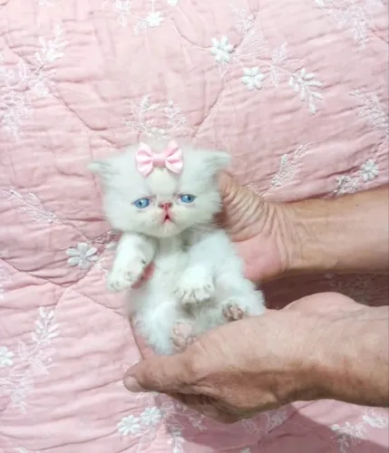 Gato persa 