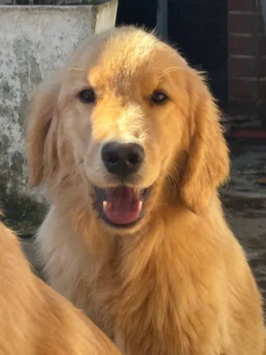 Golden Retriever filhote com pedigree e microchipado