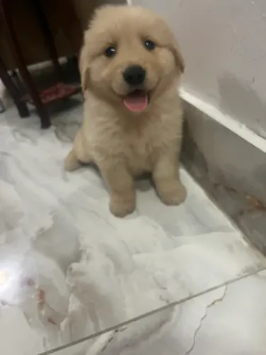 Golden Retriever de Excelente Linhagem