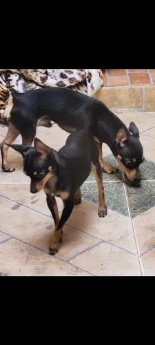 Cachorro princhet 