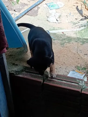 Cachorro rottweiler fêmea 