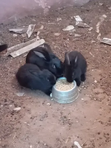 Vende- se filhotes de coelhos gigante