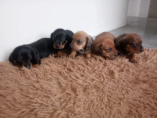 Dachshund Salsichinha Basset filhotes