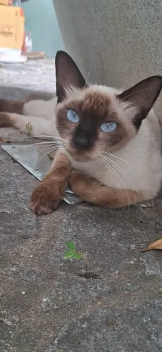 Gata Dócil Siamês adote