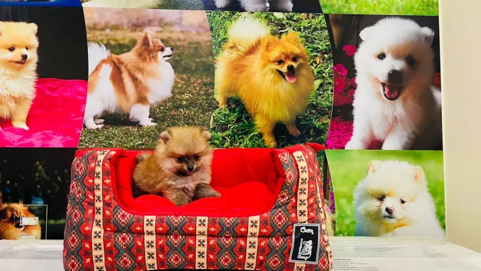 Lulu da pomerania machinho branco neve, branco pérola e laranja 