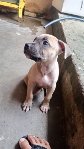 PitBull Macho BARATOOO