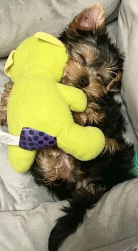 Filhote Yorkshire Terrier, Os melhores momentos da sua vida começam com um filhotinho!