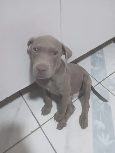 Pitbull