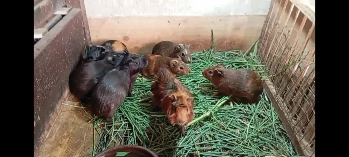 Porquinho da índia