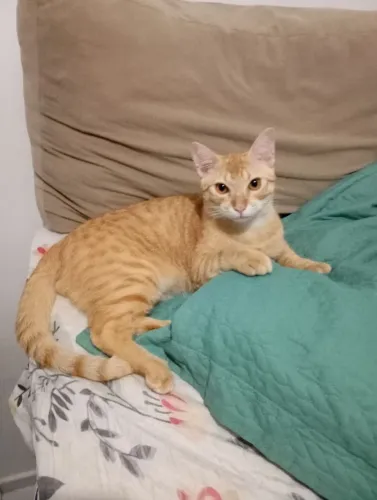 Adoção gato laranja macho adulto para doação 