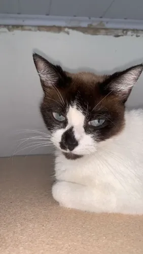 Gata olhos azuis siamesa sialata marrom