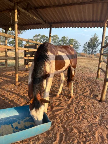 Cavalo Garanhão Paint Horse Pampa a venda