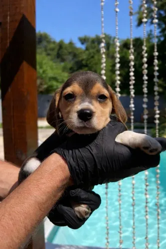 beagles tricolor