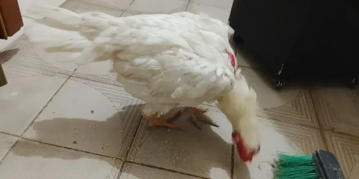 Galinha branca 