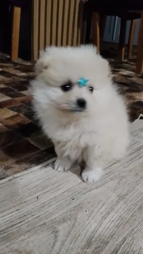 Spitz Alemão (Lulu da Pomerania)