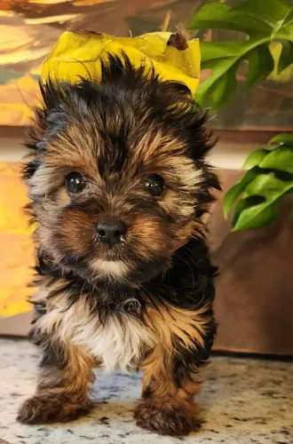 Tamanho Micro, Yorkshire Terrier!!!