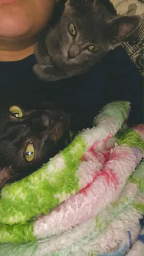 Gatinhos para doar
