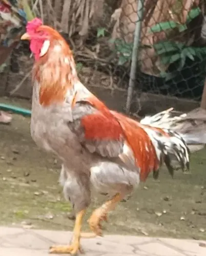 Vendo galo e galinha caipira!