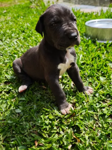 Filhotes Dogue Alemão