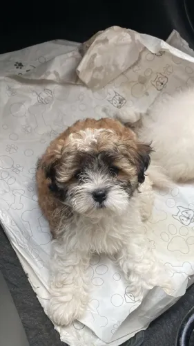 Filhotes de Shih tzu | Lealdade que emociona.