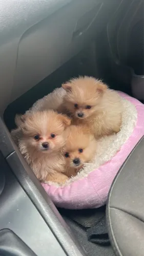 Filhotes de Lulu da pomerania 