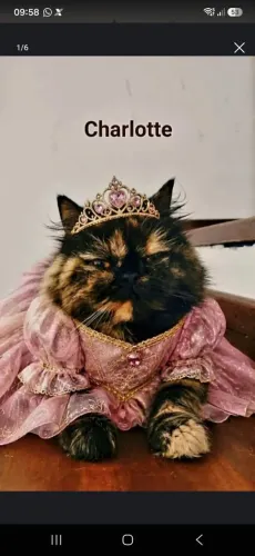 Gata Persa Procura Macho Para Cruza
