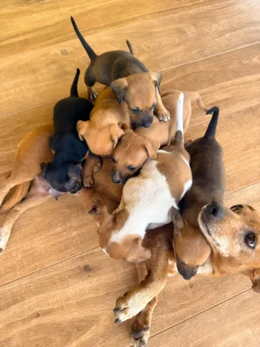 DOAÇÃO DE CACHORRO